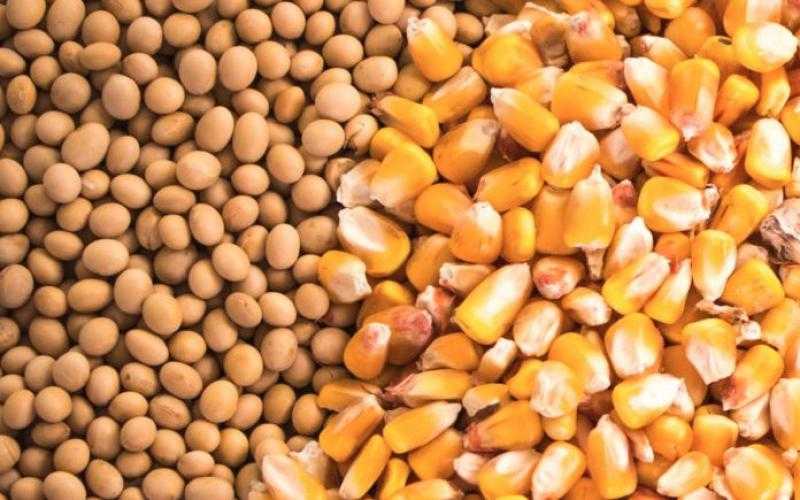 أعلاف الذرة وفول الصويا
