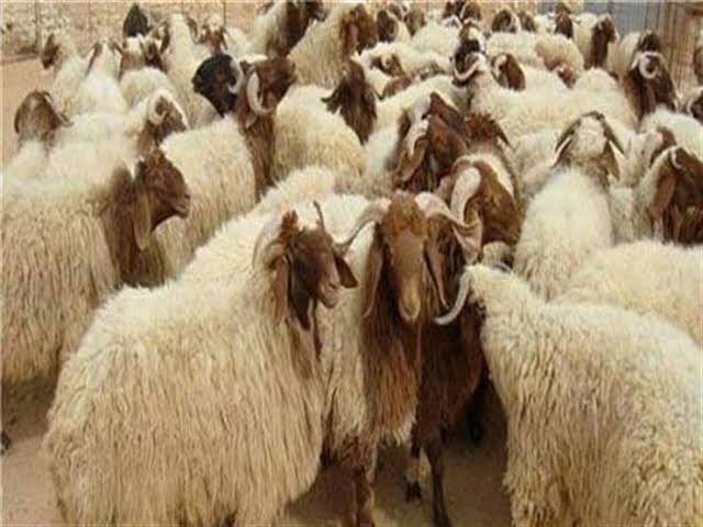 صكوك الأضاحي