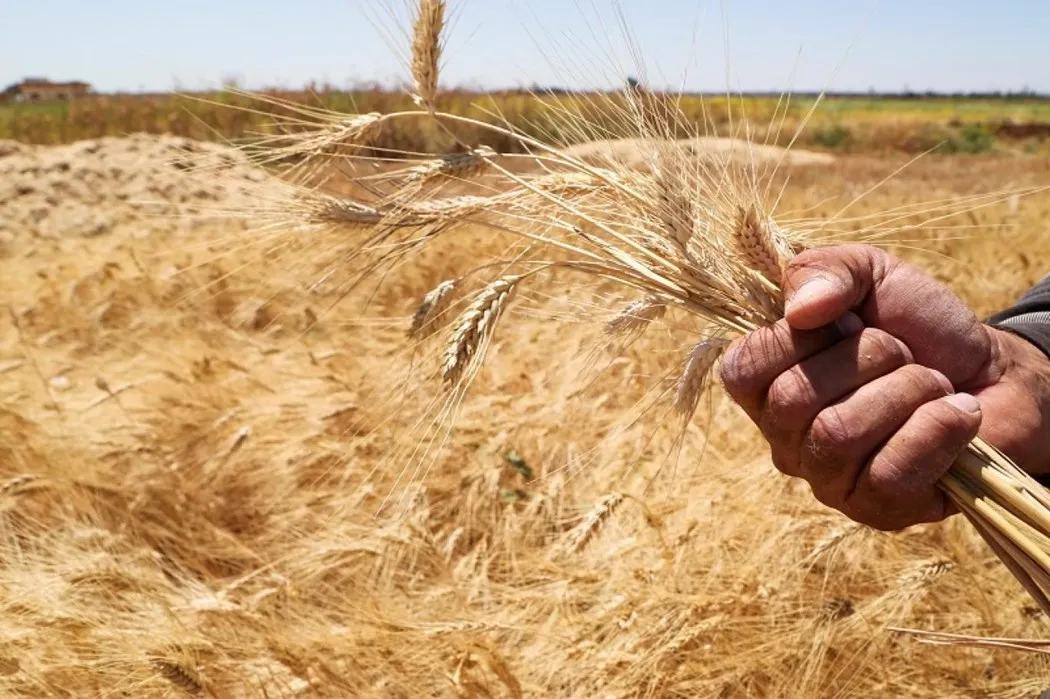 شراء القمح