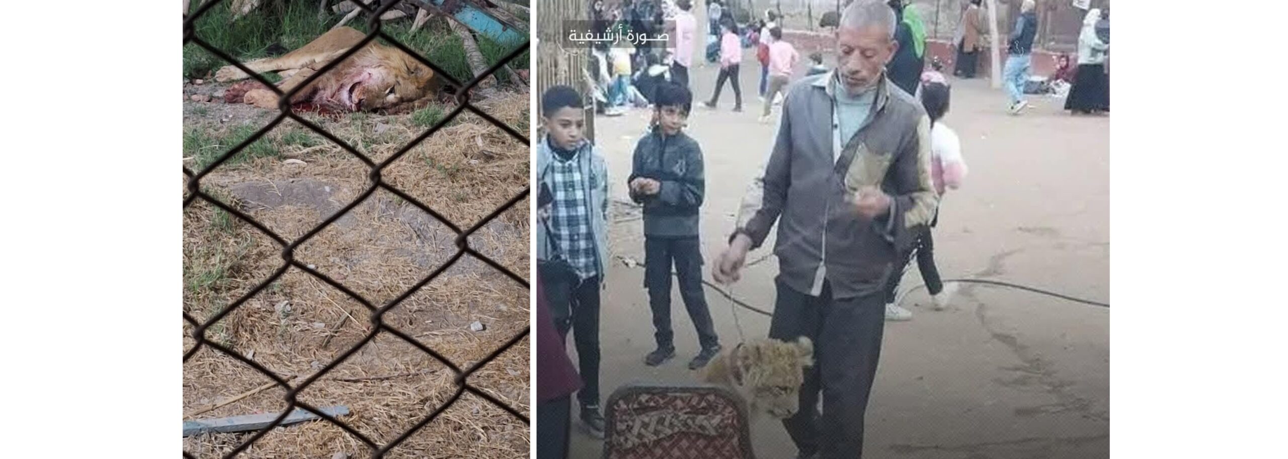 الحارس الضحية والأسد المعتدى بعد تصفيته