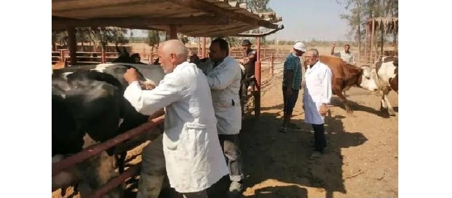 تحصين الماشية من الأمراض