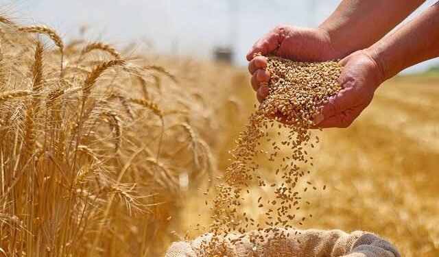 توريد القمح