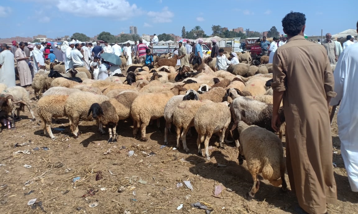أضاحى العيد الكبير