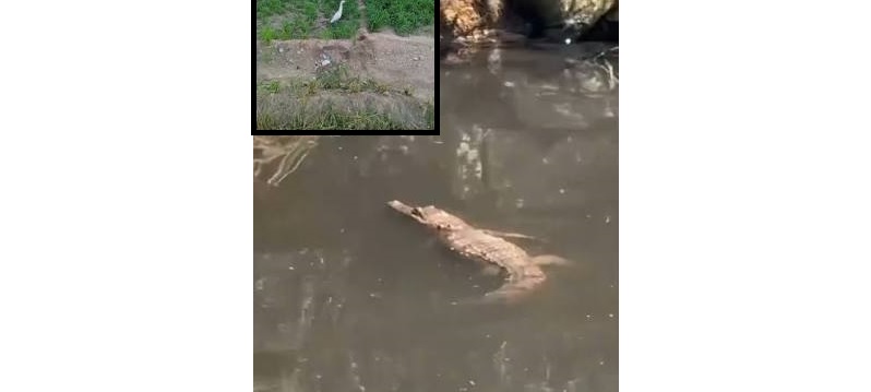 تمساح شبرامنت